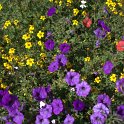 IMG_0125_CR2_shotwell